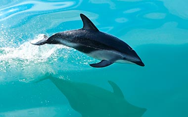 Look out for Dusky Dolphins in Kaikoura, New Zealand